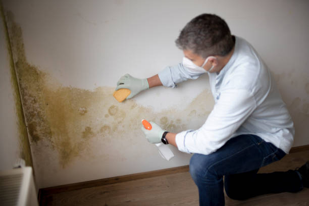 Best Mold Remediation for Vacation Homes  in Christiana, TN