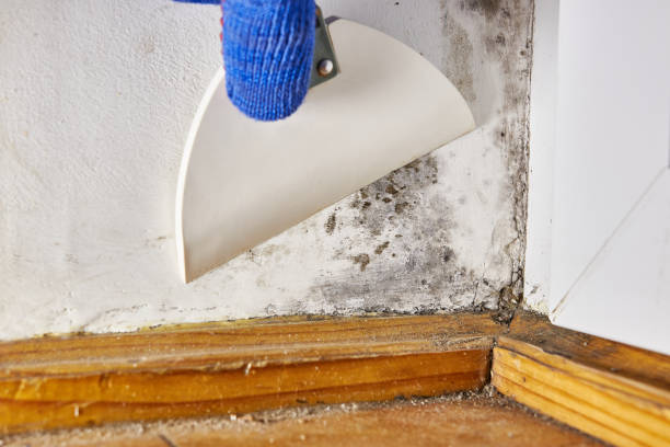 Best Crawl Space Mold Remediation  in Christiana, TN