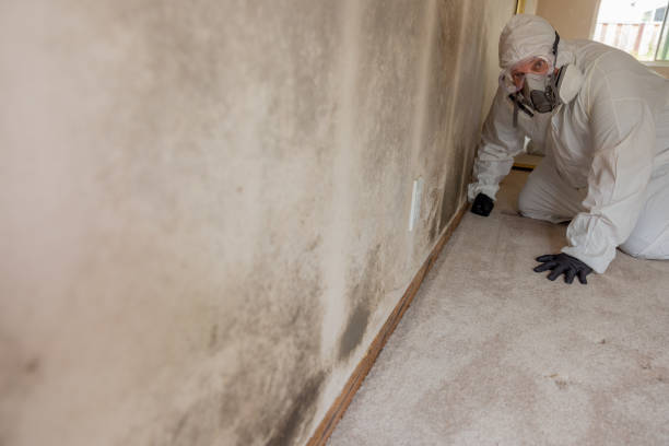 Best Post-Construction Mold Inspection  in Christiana, TN
